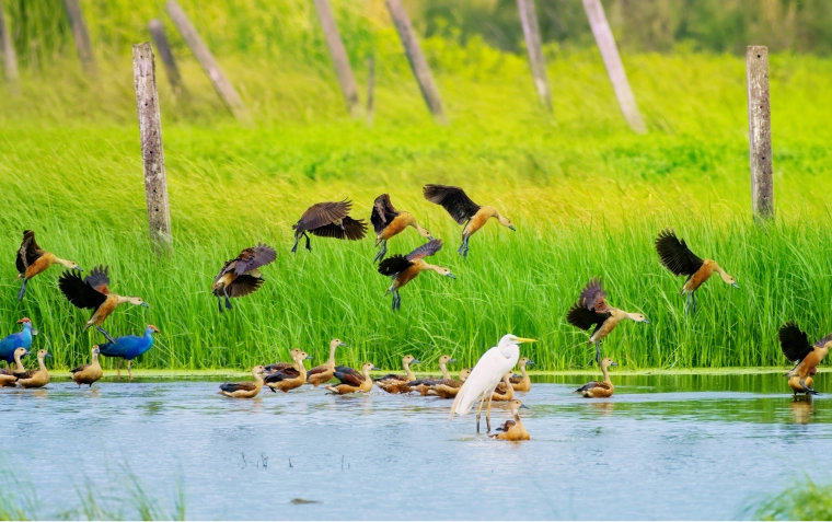 生物多様性の保全